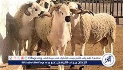 أسعار الأضاحي في مصر لعام 2025 – ارتفاعات ملحوظة وتحديات تواجه المواطنين​