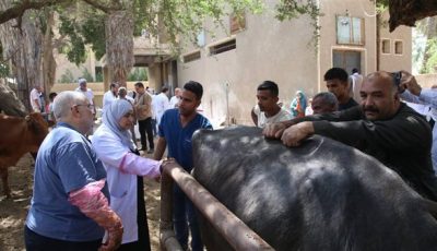 علاج 1045 حالة من الماشية بالمجان ضمن القافلة البيطرية بقرية الأعلام مركز الفيوم