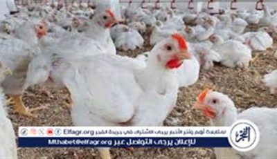بورصة الدواجن.. أسعار الفراخ البيضاء اليوم الاحد 4-5-2025 في قنا