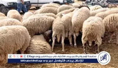الأزهر يصدر دليلاً إرشاديًا حول الأضحية.. 16 معلومة شرعية لا غنى عنها في عيد الأضحى